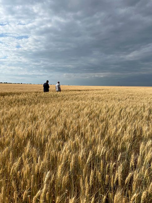 Two people walking in a wheat field under a dramatic cloudy sky.