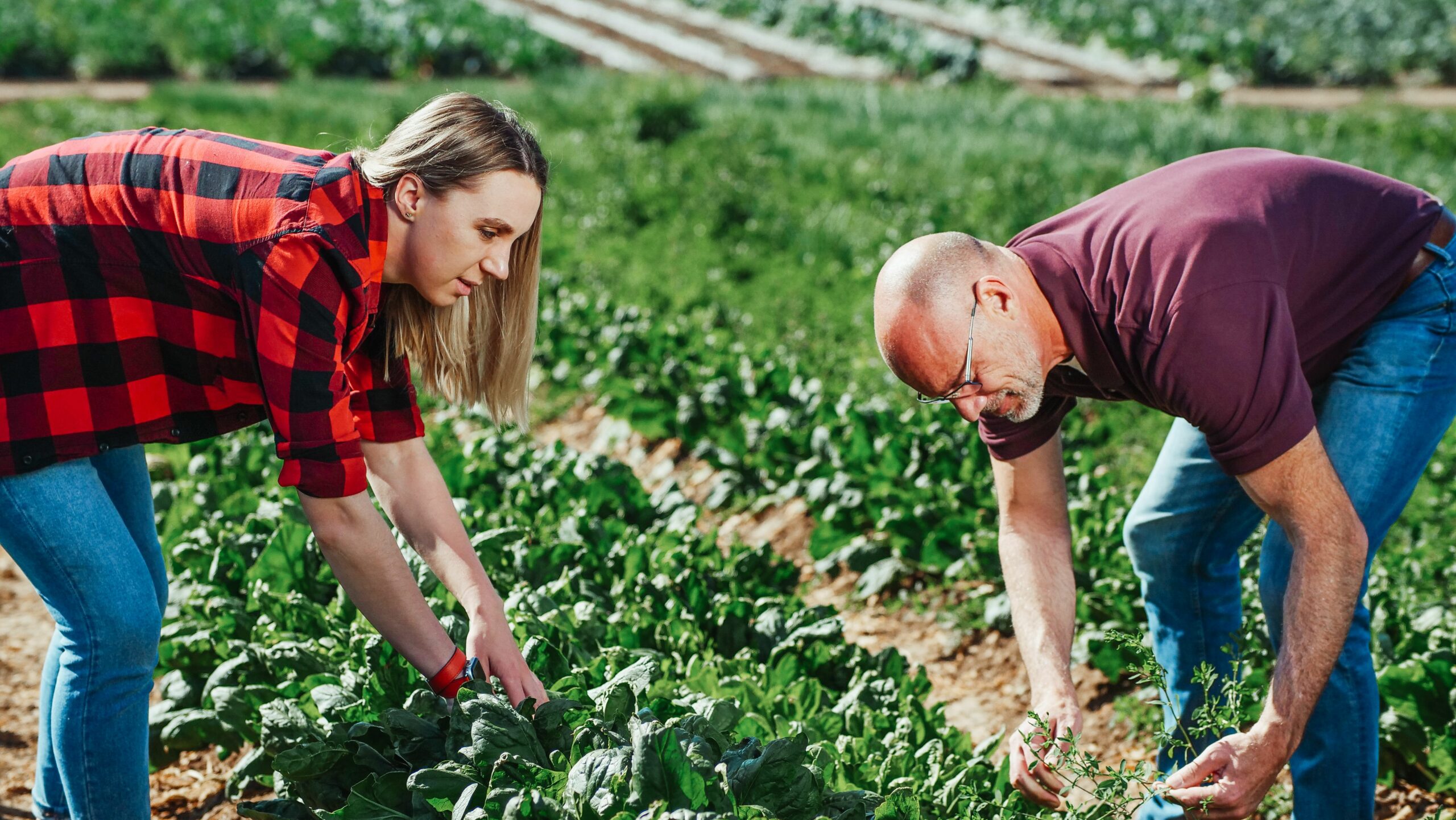 Two farmers harvesting spinach in an outdoor field during the day.