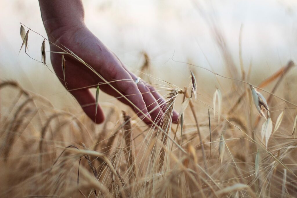 hand, wheat, rural, cereals, harvest, agriculture, barley, nature, hand, hand, hand, wheat, wheat, wheat, wheat, wheat, harvest, agriculture, agriculture, agriculture, agriculture, barley