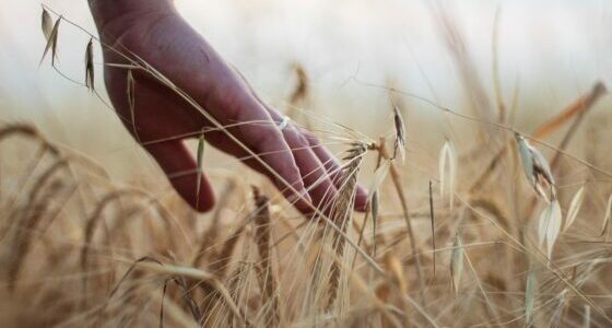 [Replay conférence] Robustesse, Installation et Agriculture de Groupe : naviguer dans un monde fluctuant